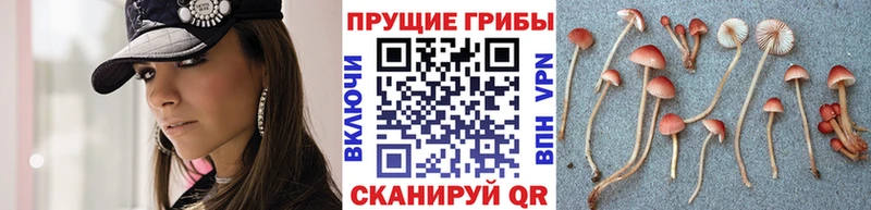 Псилоцибиновые грибы Psilocybine cubensis  сколько стоит  Юрьевец 